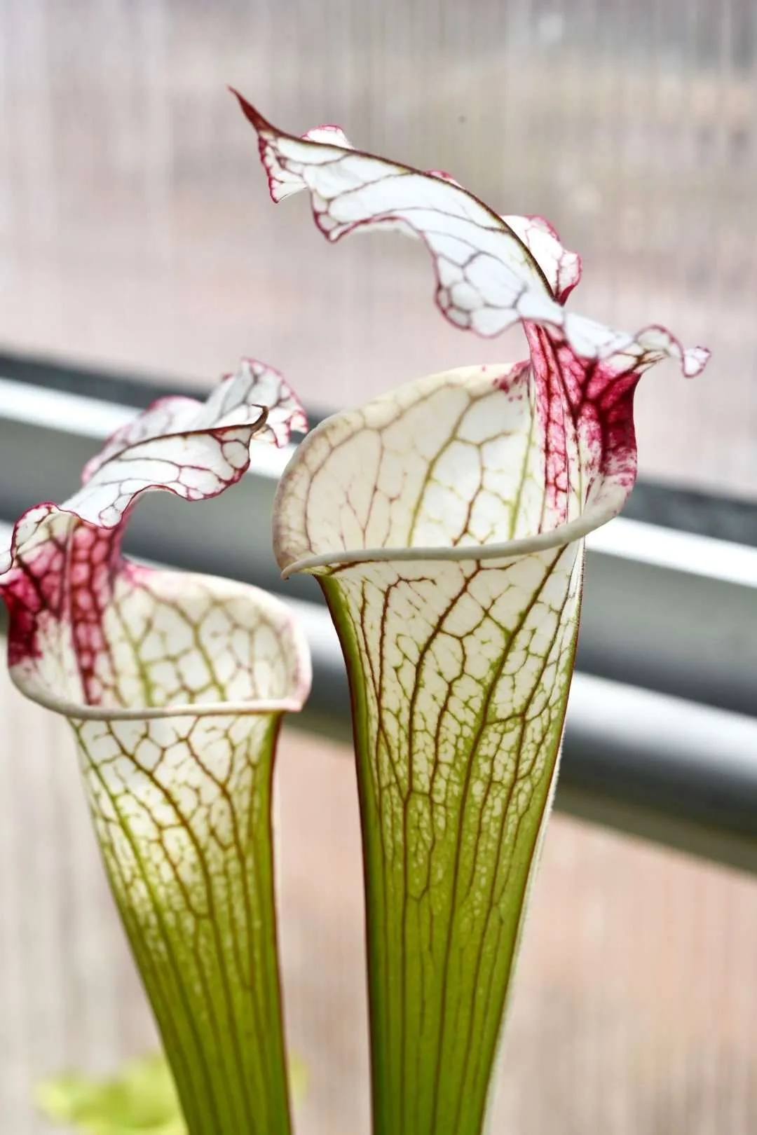 Sarracenia x Iamsatyricon