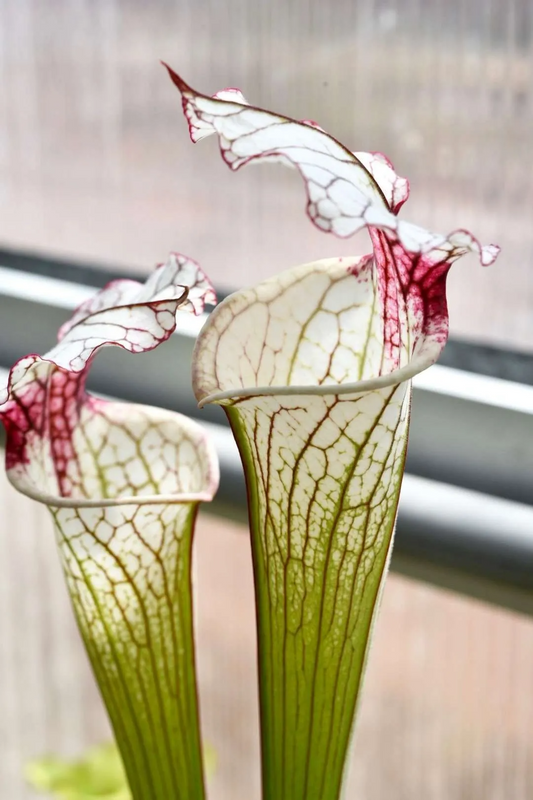 Sarracenia x Iamsatyricon