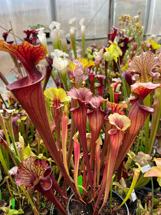 Sarracenia x Isabella