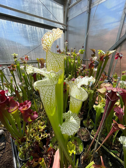 Sarracenia x Wilkerson White Knight x leucophylla Hurrican Creek White (1x2)