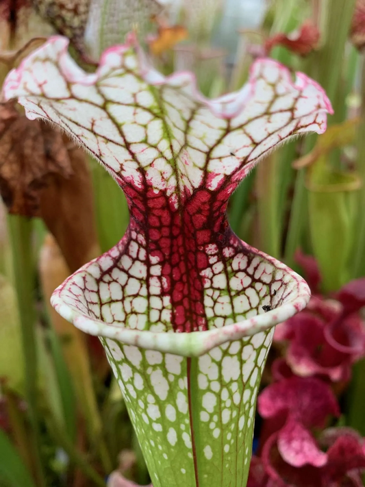 Sarracenia x Leah Wilkerson x leucophylla Purple Lips LH121 #1 select