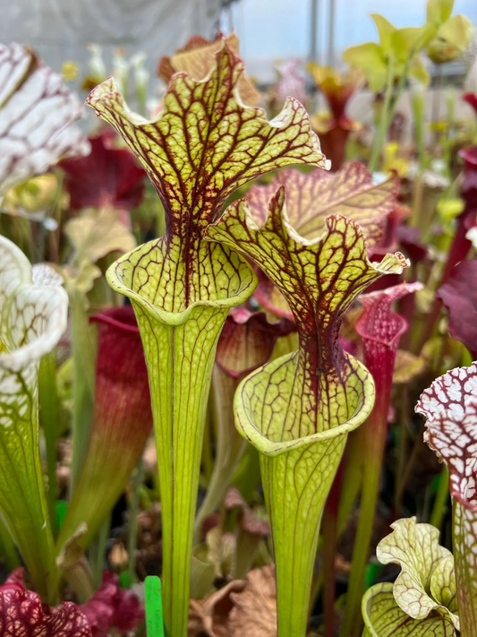 Sarracenia x leucophylla (flava x oreophila) #1