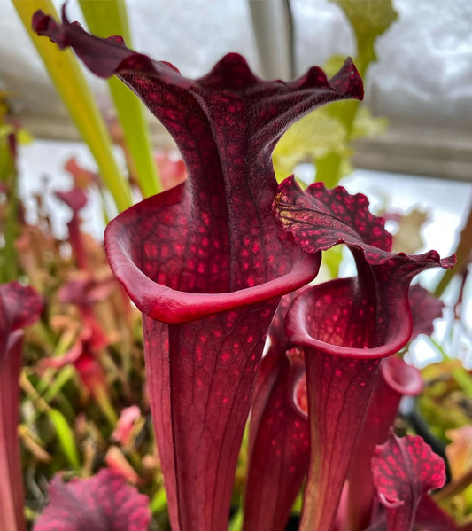 Sarracenia x leucophylla Purple Lips x flava var. Rubricorpora