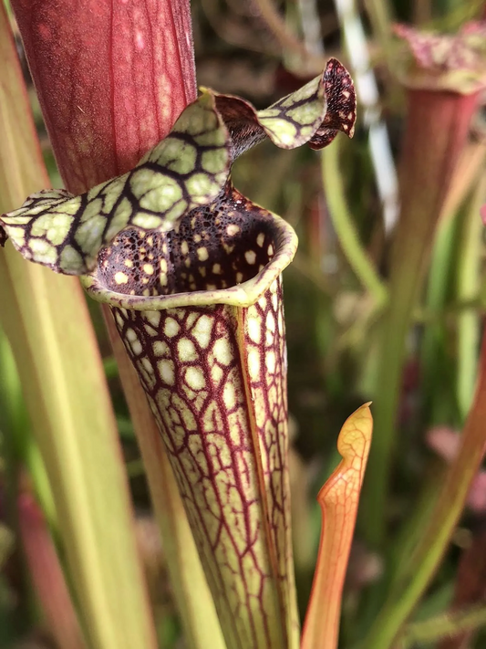 Sarracenia x leucophylla Titan x Black Widow