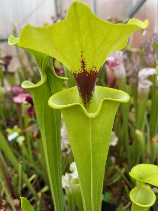 Sarracenia x moorei (flava cuprea x Leah Wilkerson) A best clone