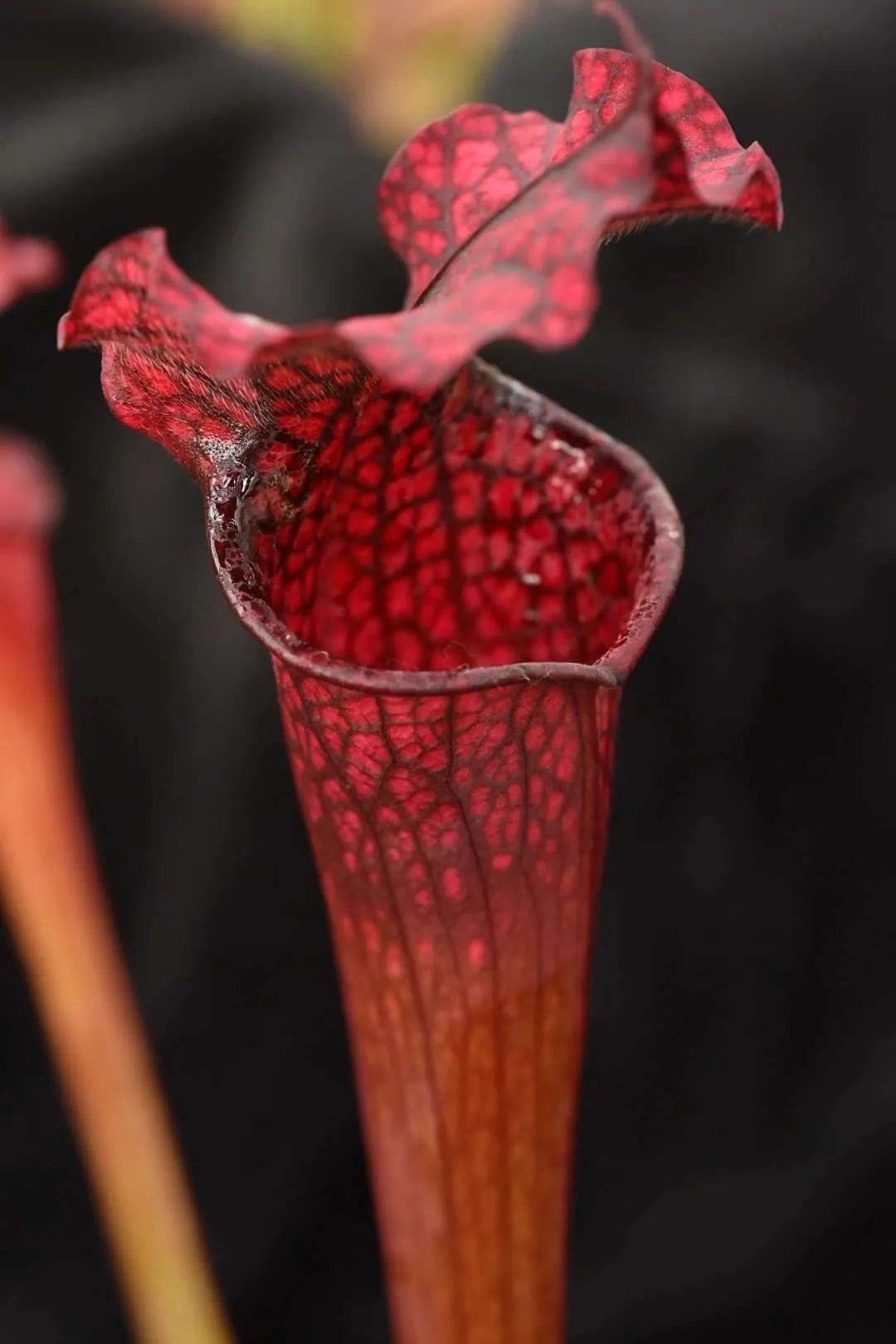 Sarracenia x moorei (leucophylla  pitchers red vein x flava red tube)