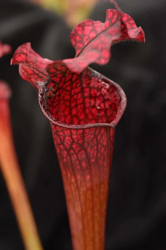 Sarracenia x moorei (leucophylla  pitchers red vein x flava red tube)