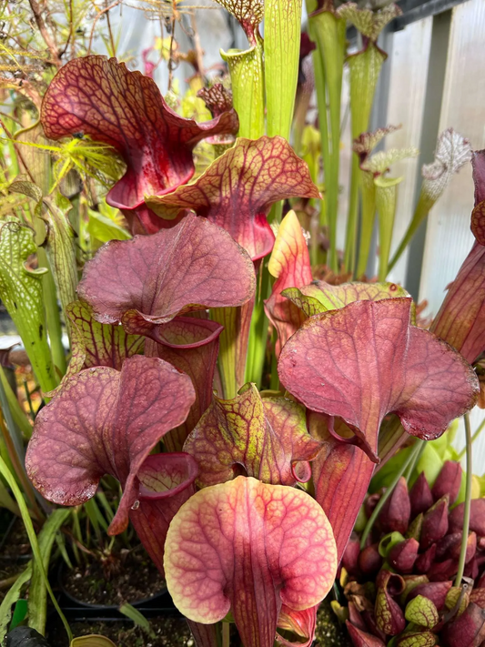 Sarracenia x Pride