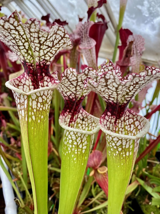 Sarracenia x moorei Red Throat Bud Wilkerson #3