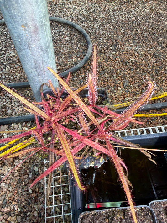 Drosera adelae Giant
