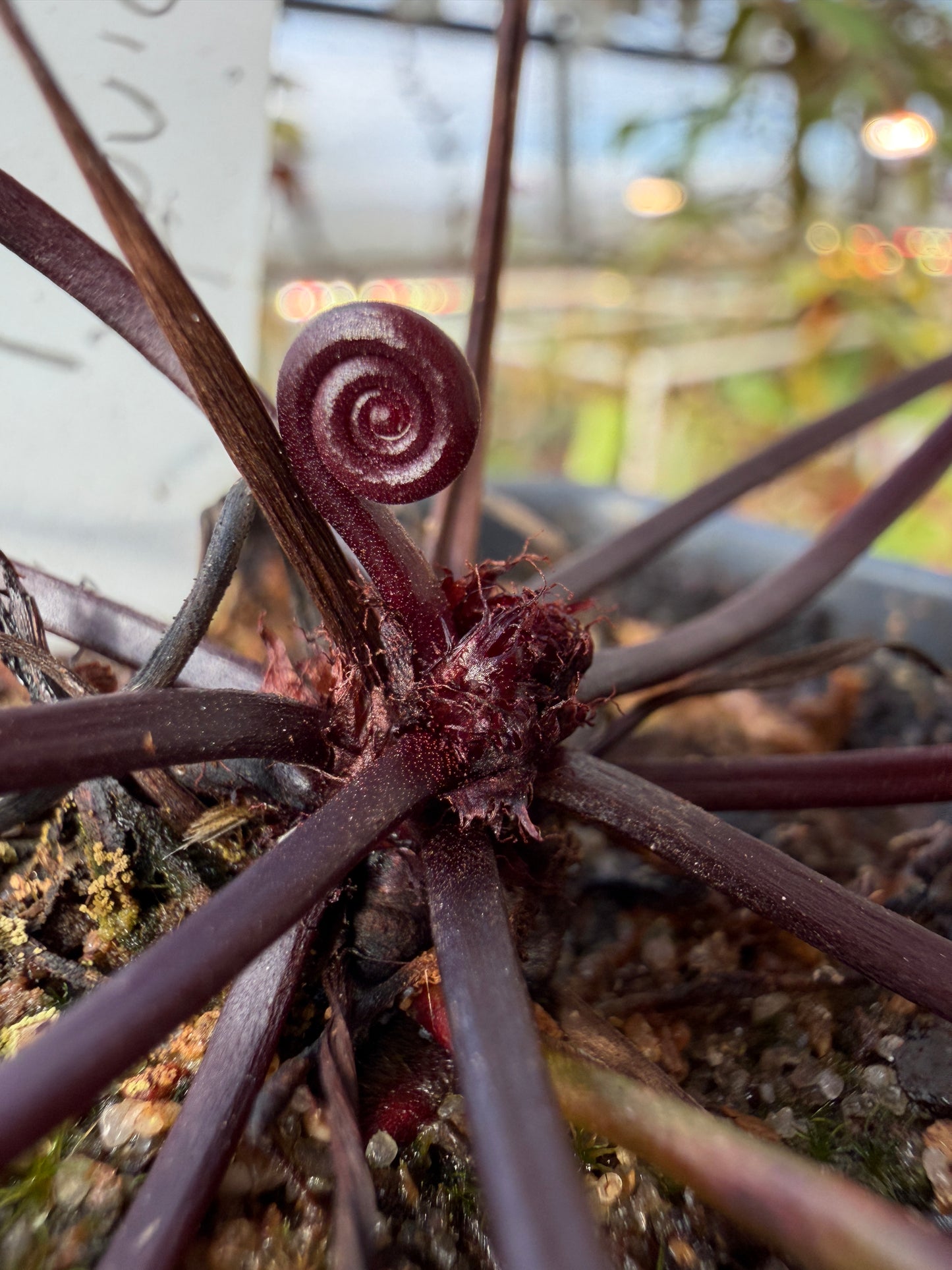 Drosera binata Burgundy Small