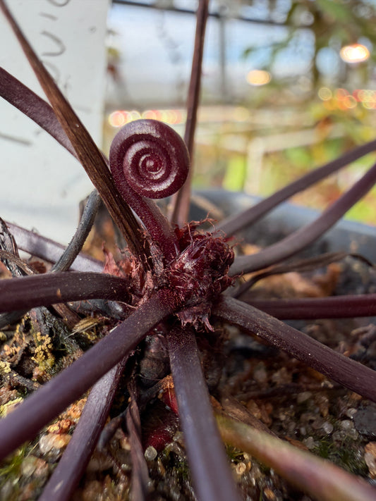 Drosera binata Burgundy