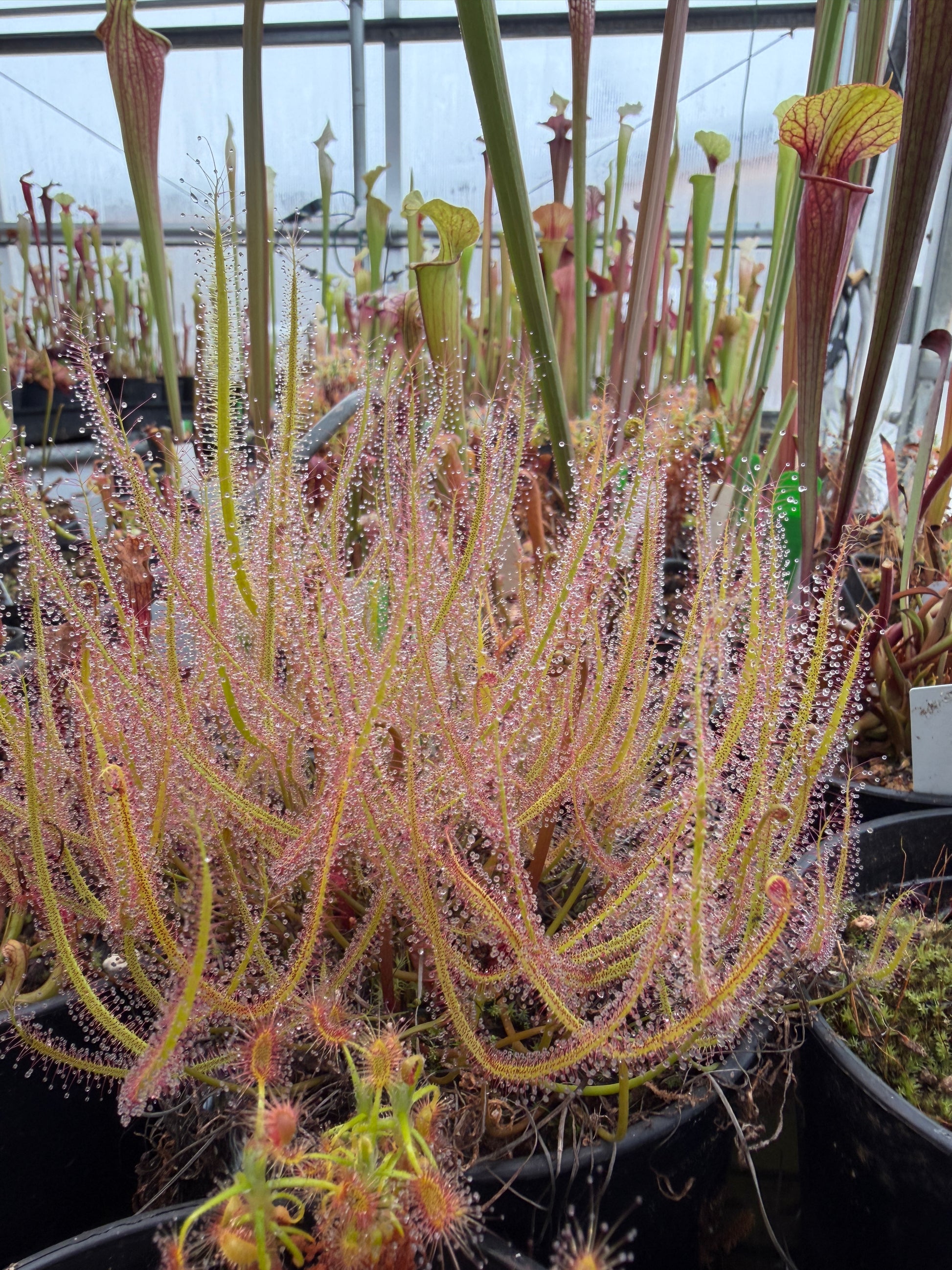 Drosera binata Typical (Shipped Bare-Root)