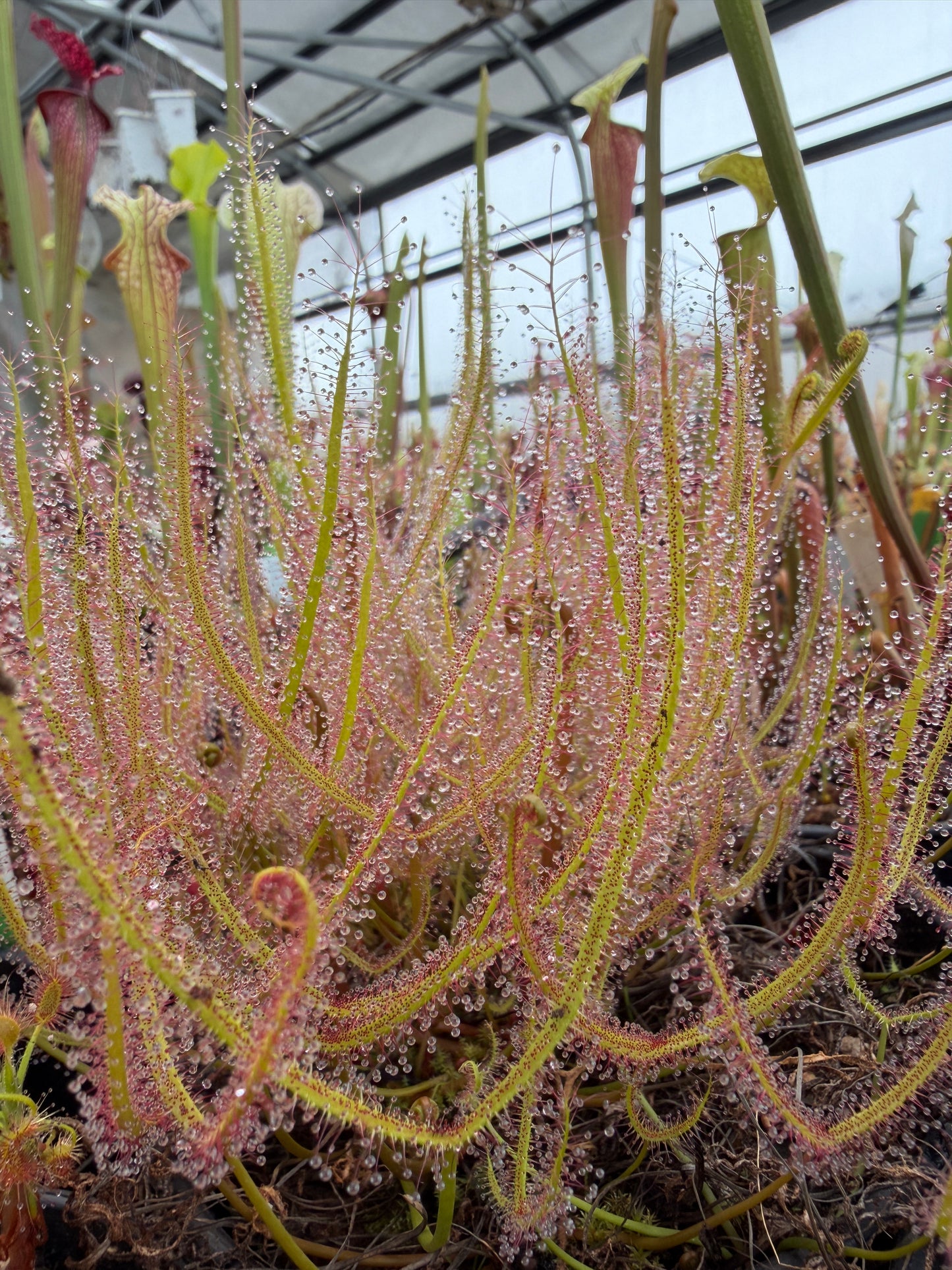 Drosera binata Typical (Shipped Bare-Root)