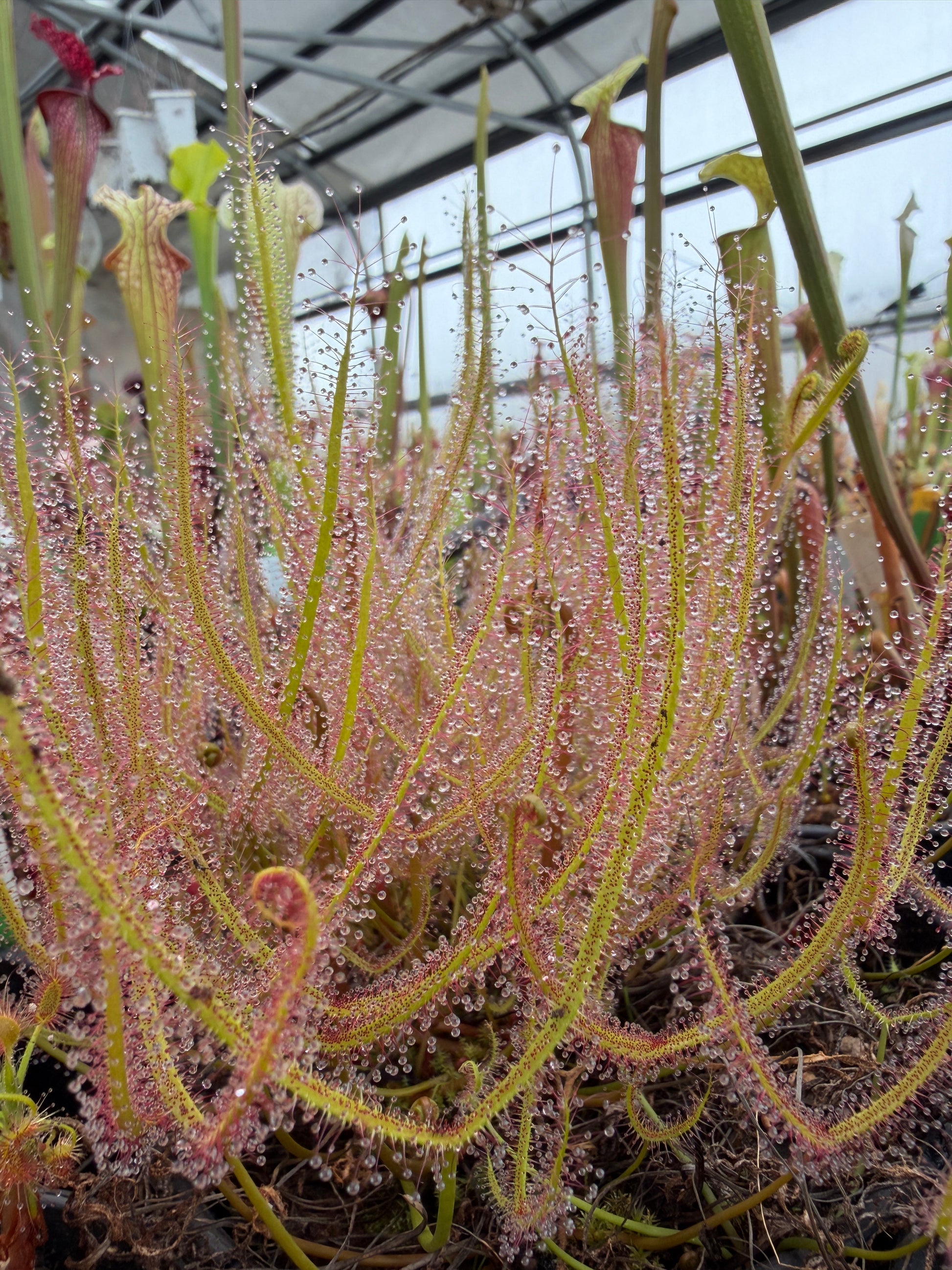 Drosera binata Typical (Shipped Bare-Root)