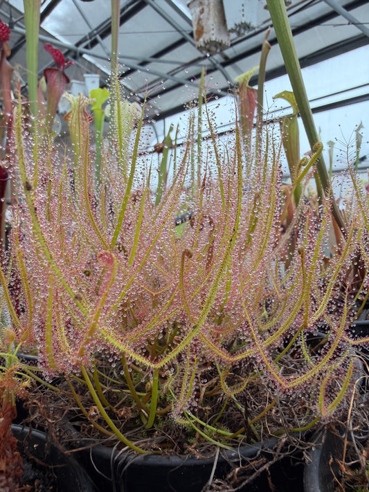 Drosera binata Typical (Shipped Bare-Root)