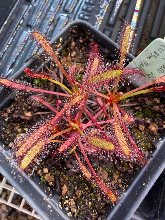 Drosera capensis 1285m asl, Matroosberg SG