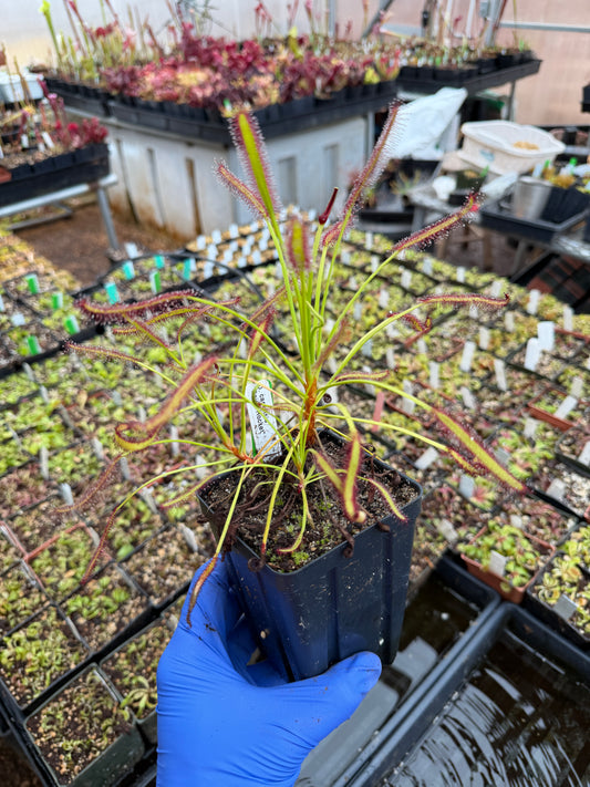 Drosera capensis Bains Rocket