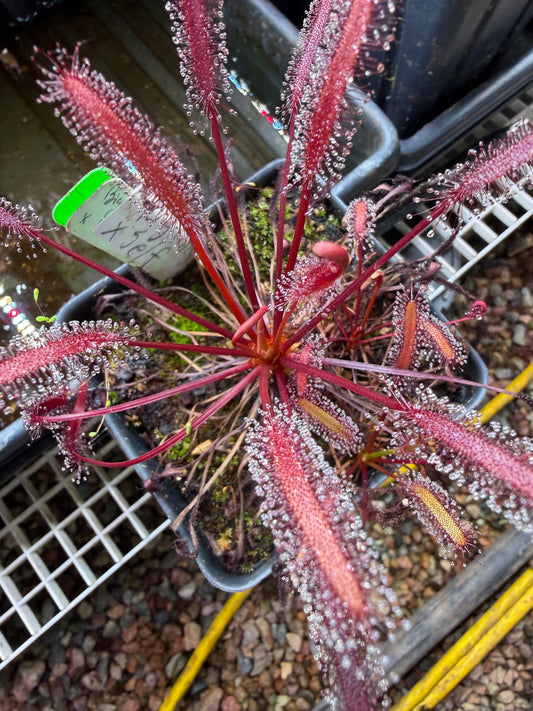 Drosera capensis Big Pink x Self