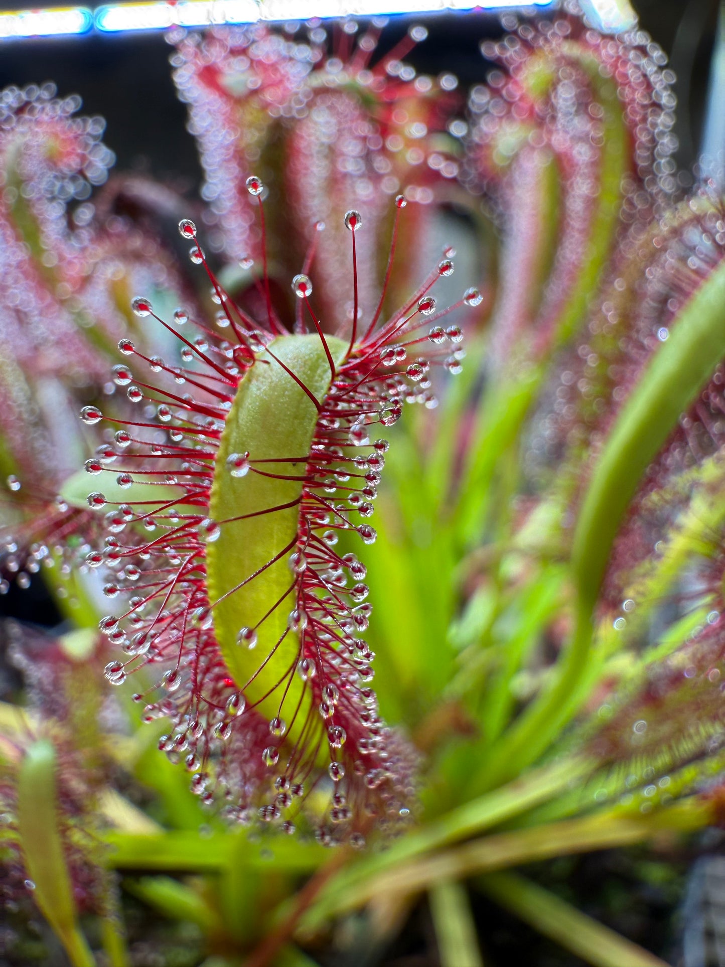 Drosera capensis (Bot River) SG #2 Curved Ends