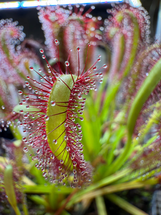Drosera capensis (Bot River) SG #2 Curved Ends
