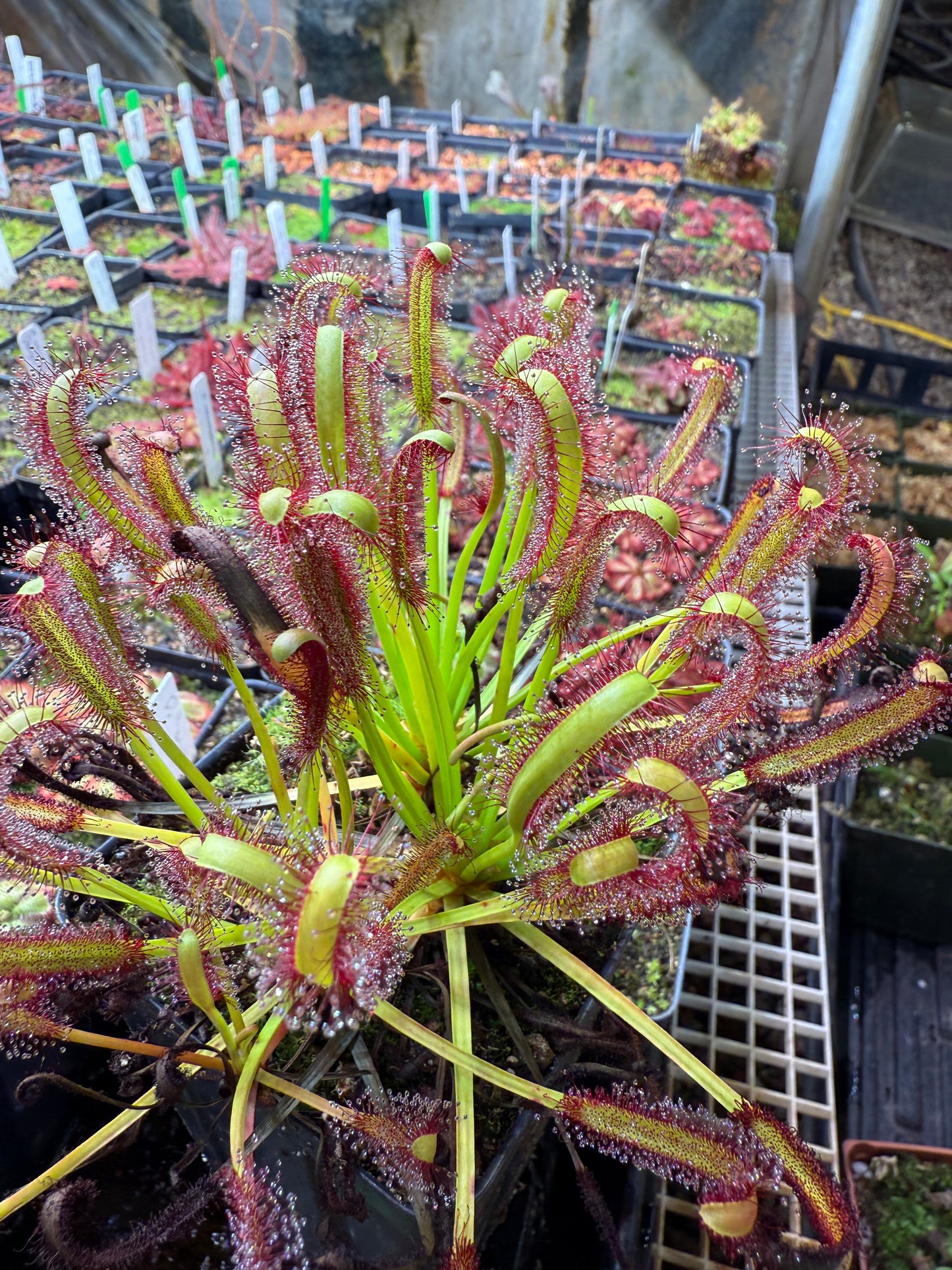 Drosera capensis (Bot River) SG #2 Curved Ends
