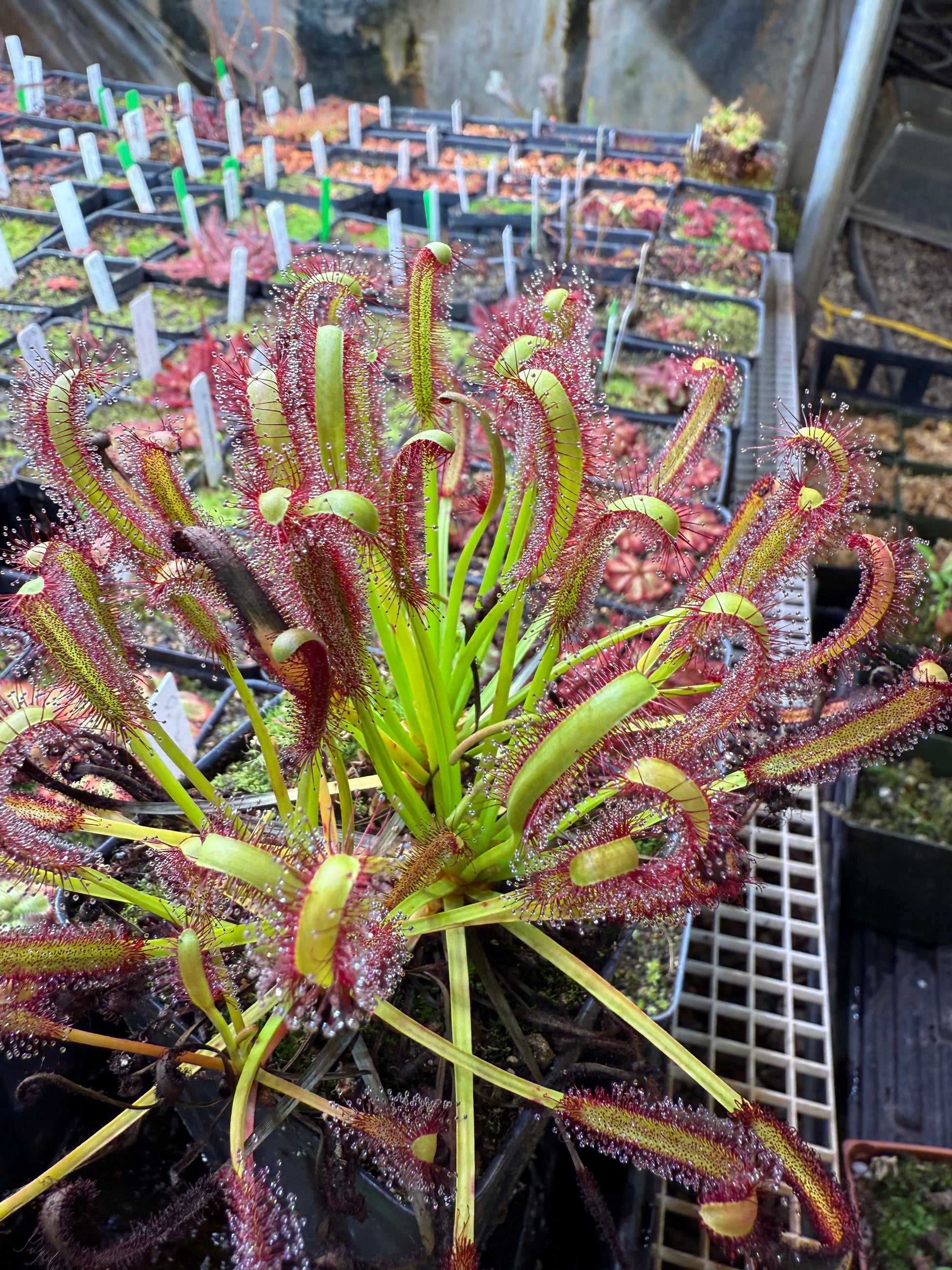 Drosera capensis (Bot River) SG #2 Curved Ends