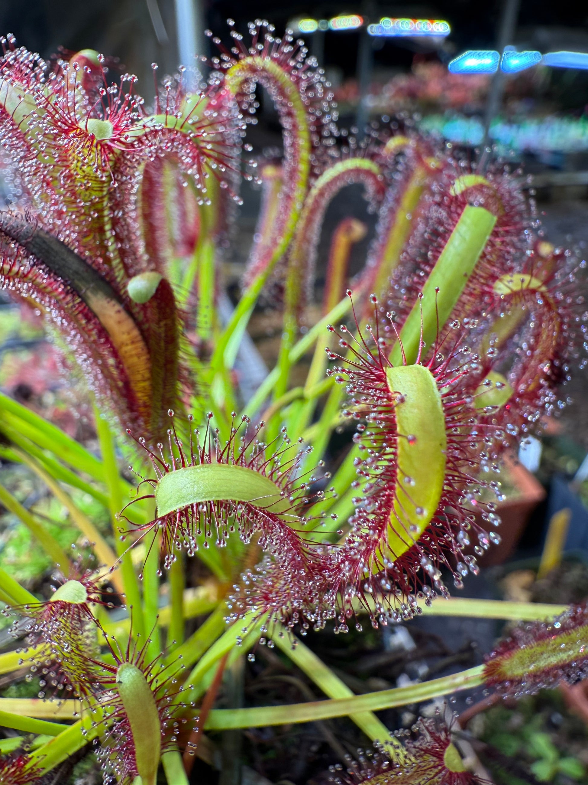 Drosera capensis (Bot River) SG #2 Curved Ends