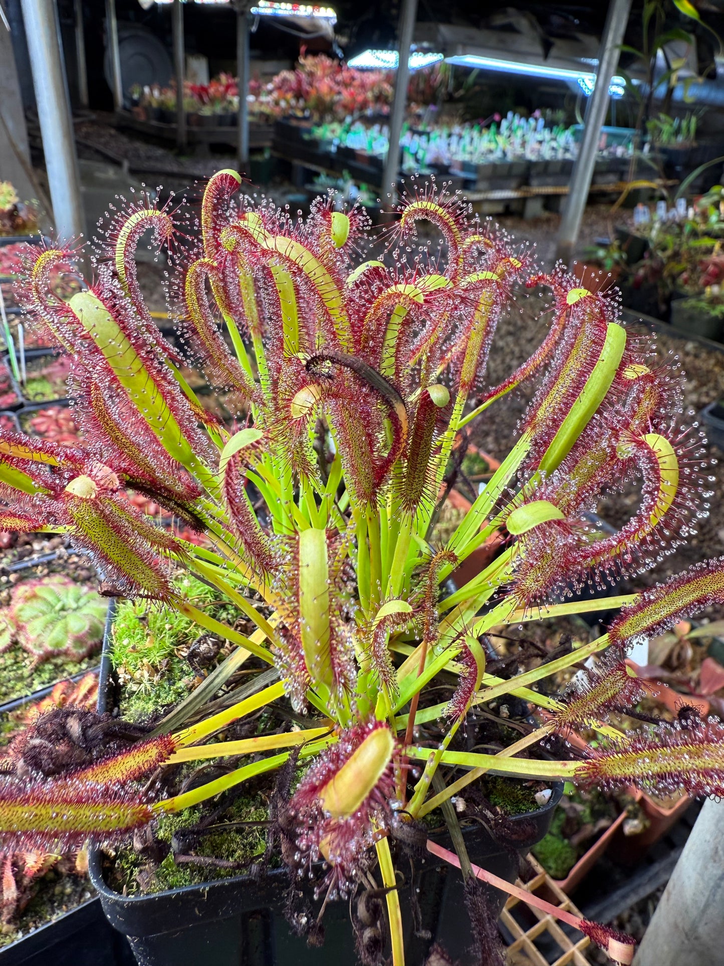 Drosera capensis (Bot River) SG #2 Curved Ends