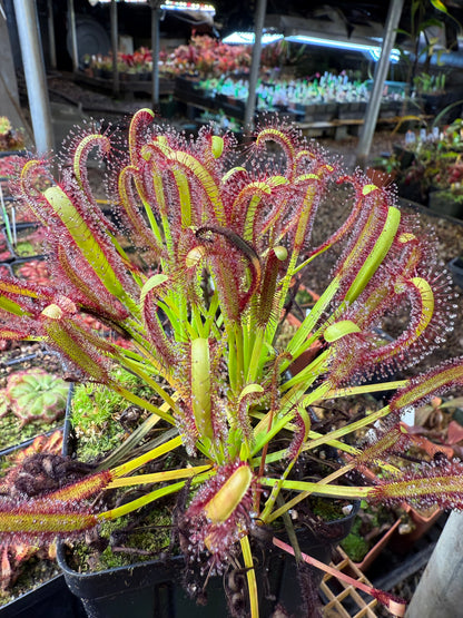 Drosera capensis (Bot River) SG #2 Curved Ends