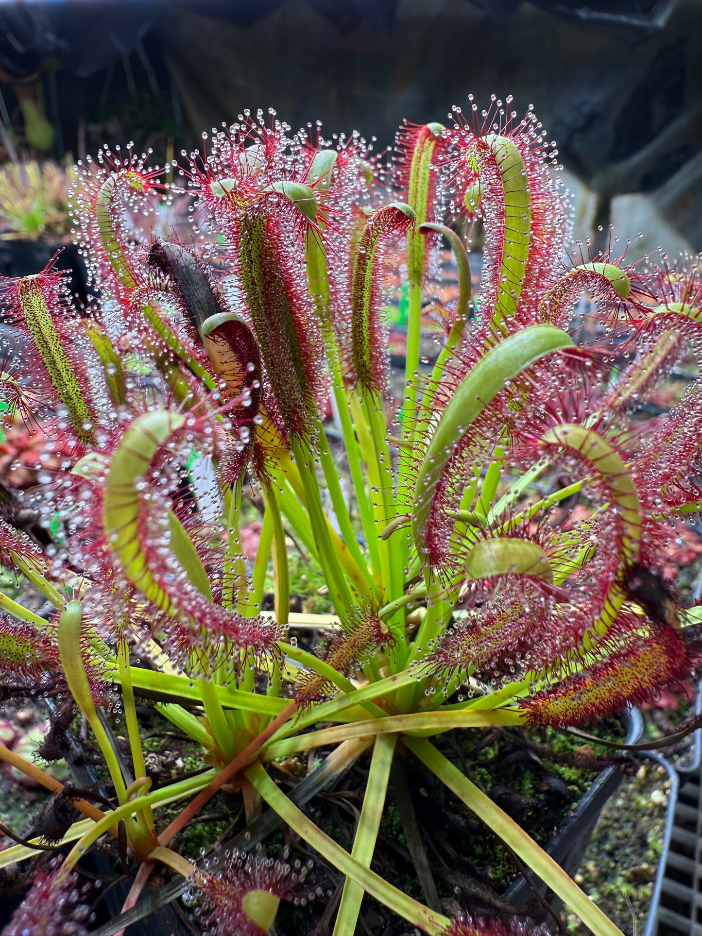 Drosera capensis (Bot River) SG #2 Curved Ends