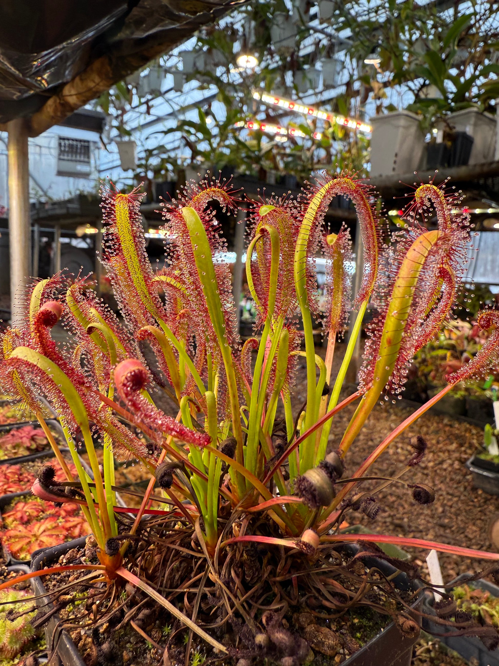 Drosera capensis Broad Leaf Form Upright (Heuning Klip)