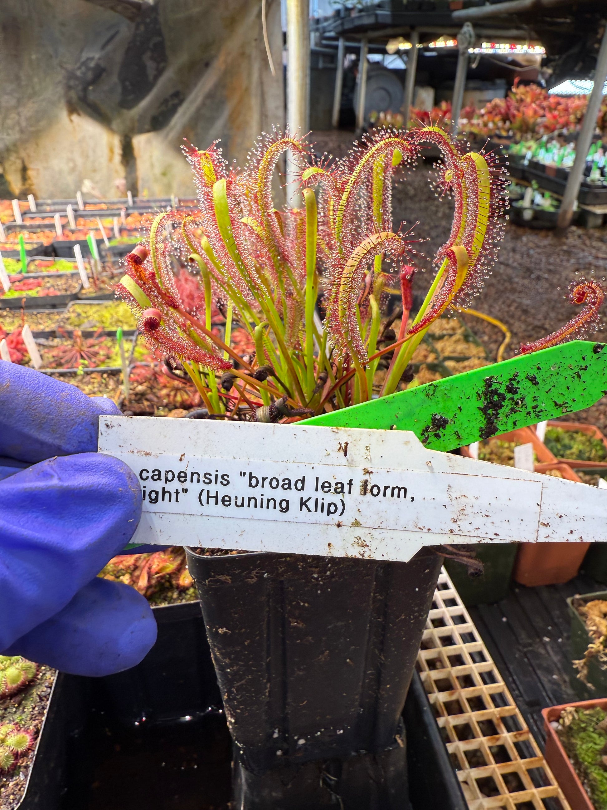 Drosera capensis Broad Leaf Form Upright (Heuning Klip)