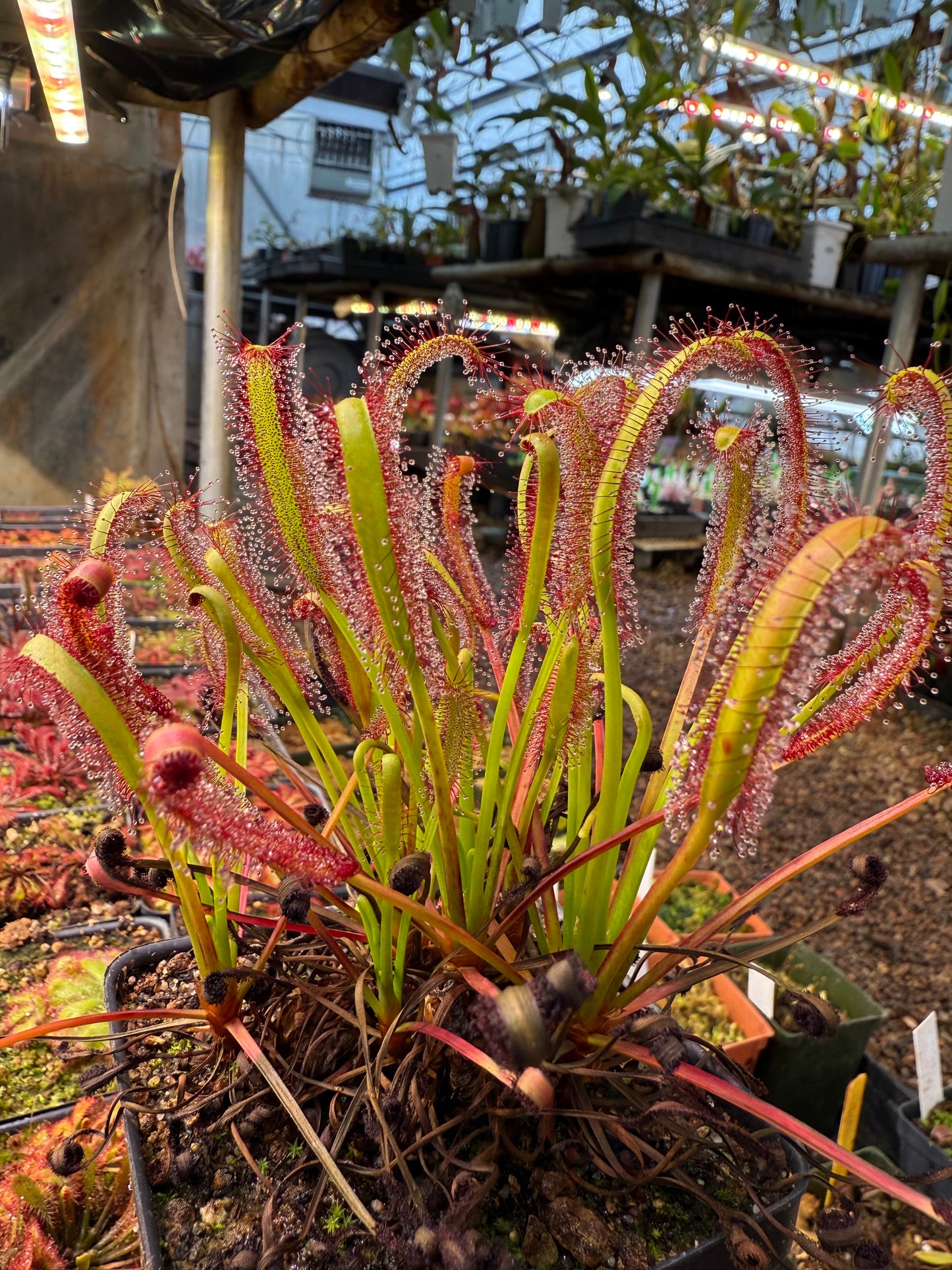 Drosera capensis Broad Leaf Form Upright (Heuning Klip)