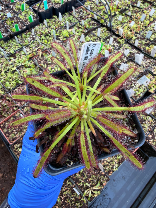 Drosera capensis (Drie Kuilen NR the Klein Karoo)