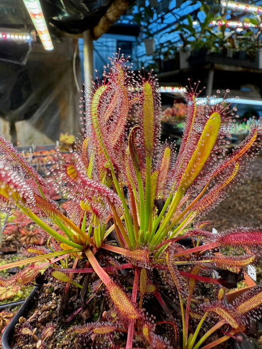 Drosera capensis (Driehoek Farm, Cederberg) 13942
