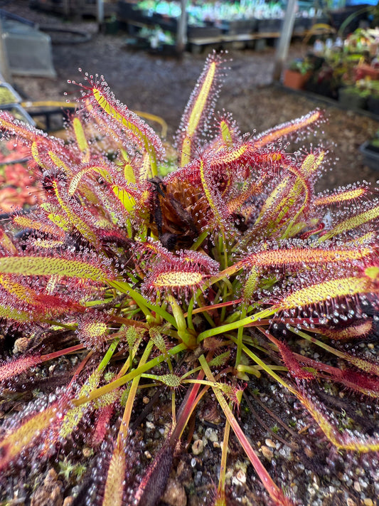Drosera capensis (Driehoek Farm, Cederberg) 13943