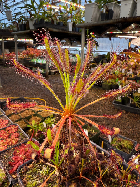 Drosera capensis Ellenic Hairy Form