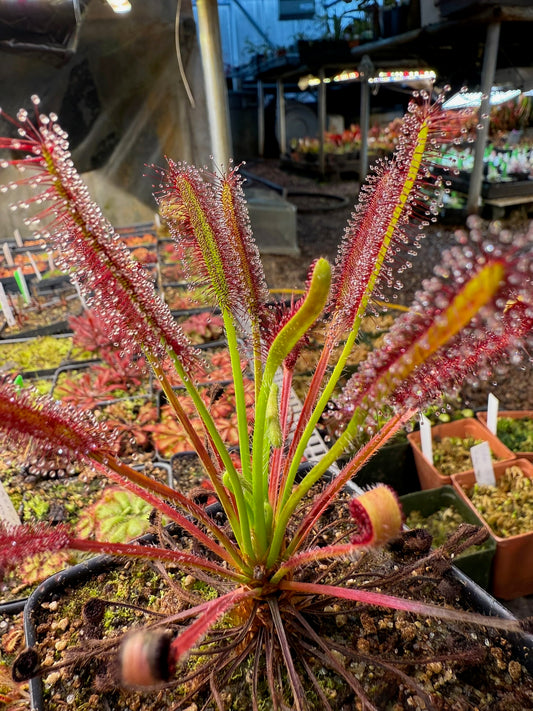 Drosera capensis "Ellenic Hairy Form" x self