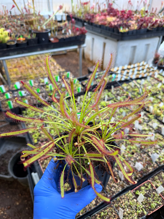 Drosera capensis (Gansbaai) Giant