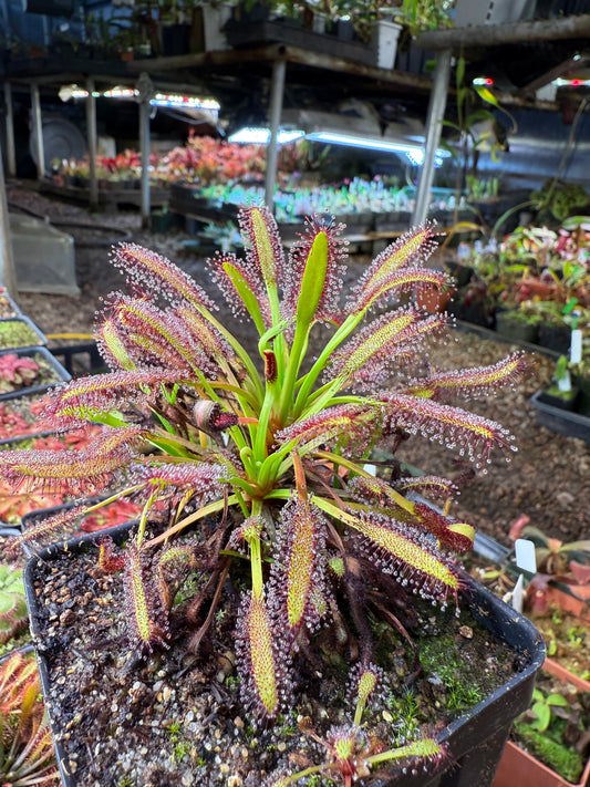 Drosera capensis Hex River Mtns, Matroosberg Ellenic