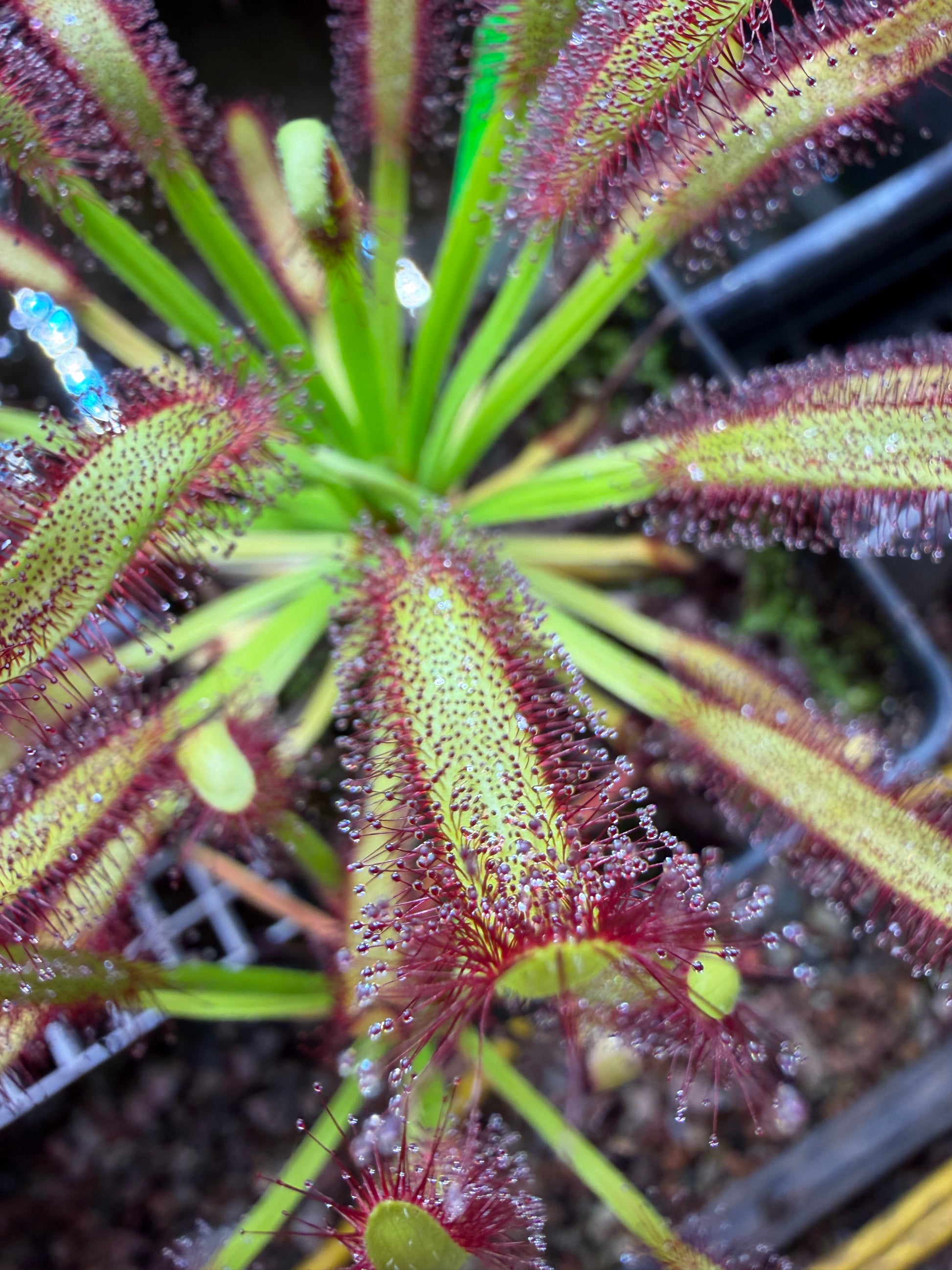 Drosera capensis Kali