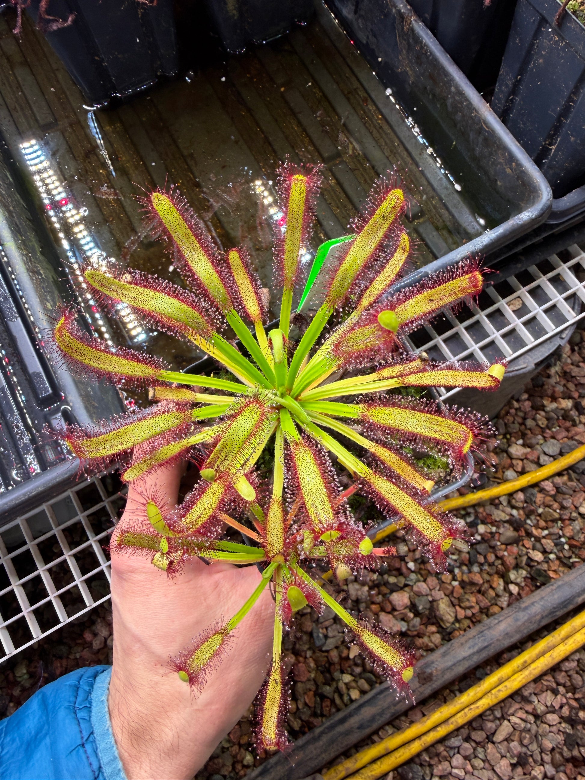 Drosera capensis Kali