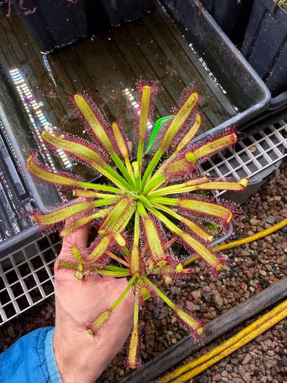 Drosera capensis Kali