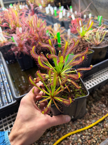 Drosera capensis Kali