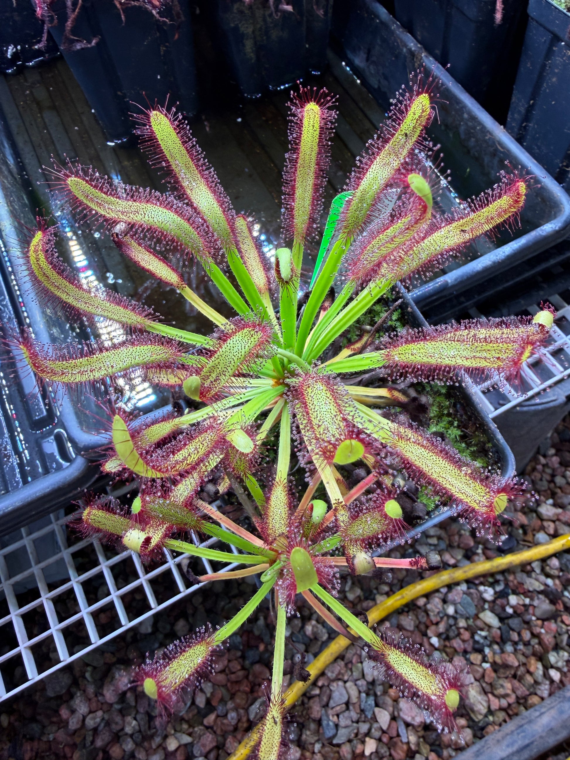 Drosera capensis Kali