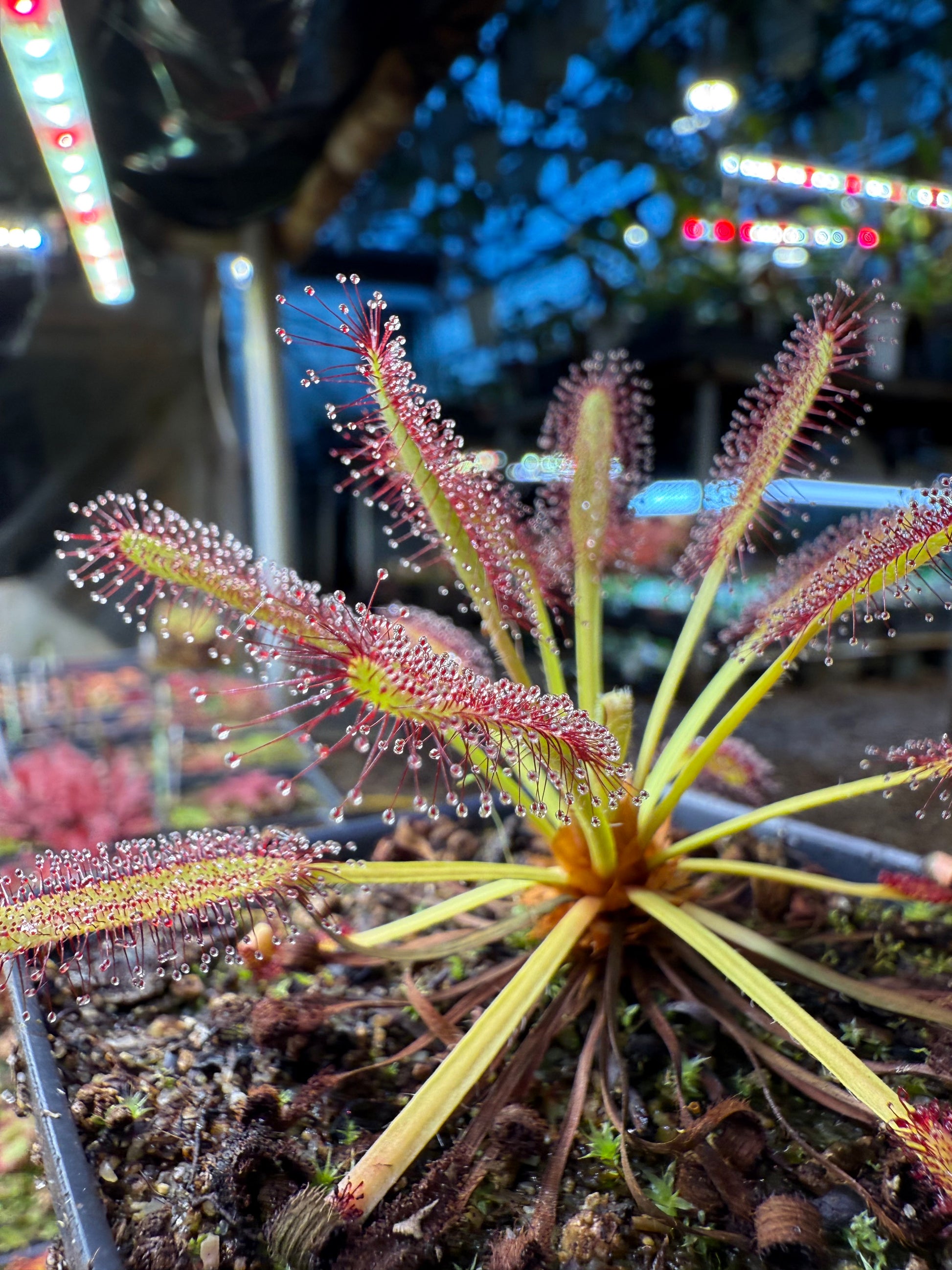 Drosera capensis Kouebokkeveld
