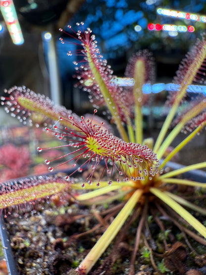 Drosera capensis Kouebokkeveld