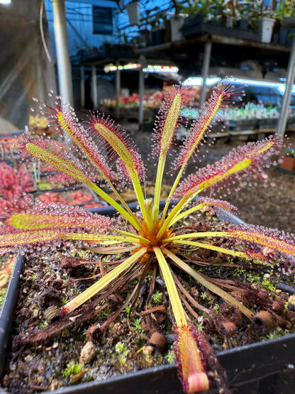Drosera capensis Kouebokkeveld