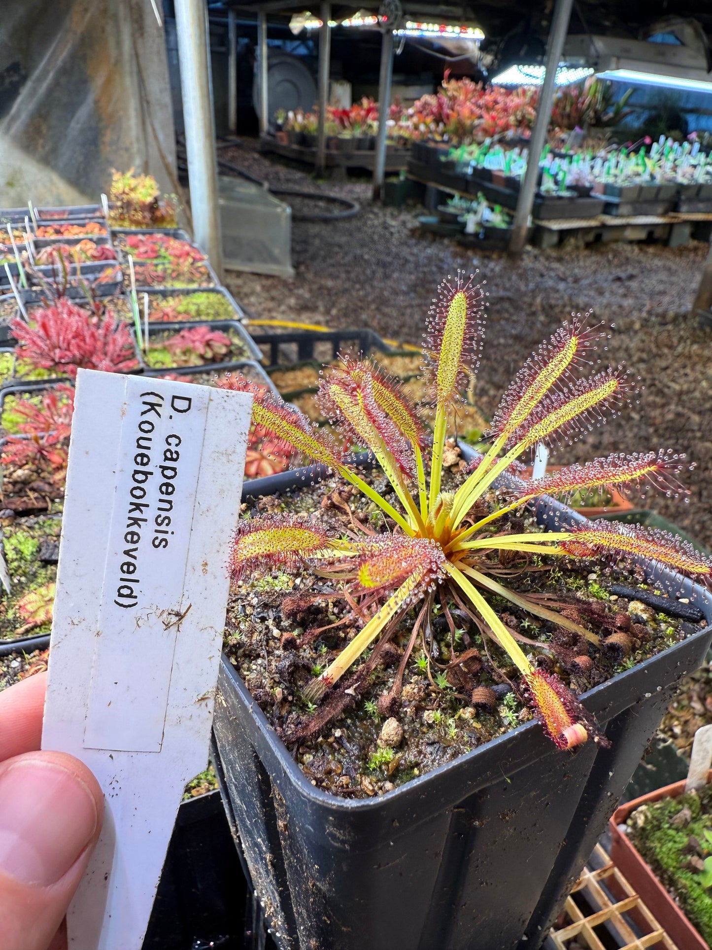 Drosera capensis Kouebokkeveld